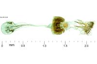 Aspilapteryx limosella