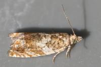 Epinotia abbreviana