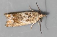 Epinotia abbreviana