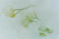 Brachmia blandella
