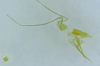 Pseudotelphusa scalella