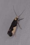Monopis monachella