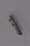 Paraswammerdamia albicapitella