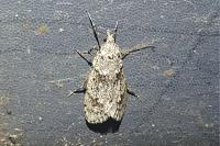 Diurnea fagella