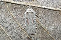 Agonopterix ocellana