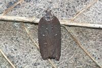 Acleris hastiana