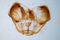 Rhopobota ustomaculana