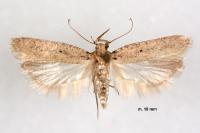 Platyedra subcinerea