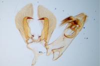 Platyedra subcinerea