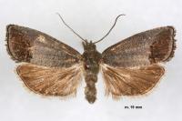 Cydia pomonella
