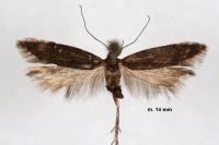 Aproaerema patruella