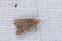 Eurodachtha pallicornella
