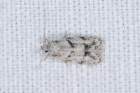 Symmoca signatella