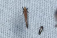 Zelleria hepariella
