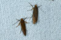 Crassa unitella