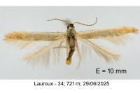Coleophora badiipennella