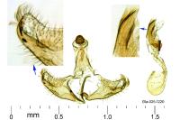 Coleophora badiipennella