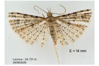 Alucita bidentata