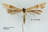 Marasmarcha lunaedactyla