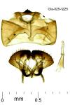 Cephimallota crassiflavella