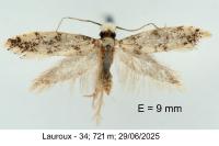 Infurcitinea captans