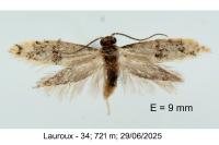Infurcitinea atrifasciella