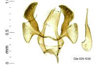 Infurcitinea atrifasciella