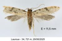 Nemapogon inconditellus