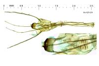 Nemapogon inconditellus