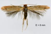 Tischeria decidua