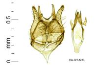 Tischeria decidua