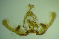 Endothenia marginana