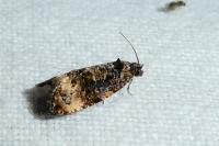 Endothenia marginana