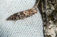 Epinotia cedricida