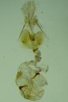 Epinotia cedricida