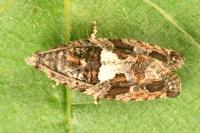 Eudemis profundana