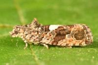 Eudemis profundana
