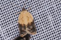 Acleris variegana