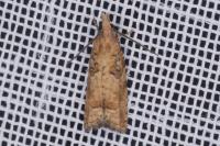 Acroclita subsequana