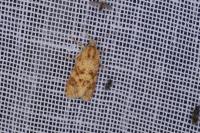 Aethes williana