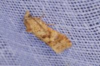 Aethes williana