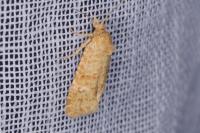 Aethes williana