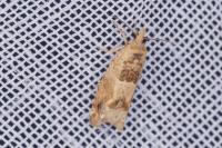 Crocidosema plebejana