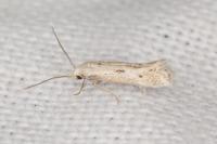 Elachista biatomella
