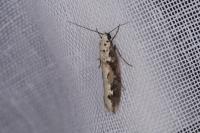 Ethmia bipunctella