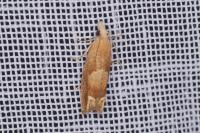 Eucosma conterminana