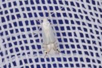 Phyllocnistis