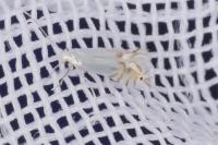 Phyllocnistis