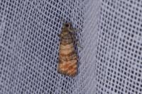 Piniphila bifasciana