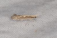 Plutella xylostella